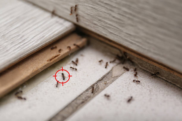 Best Flea Control Services  in Rock Springs, WY