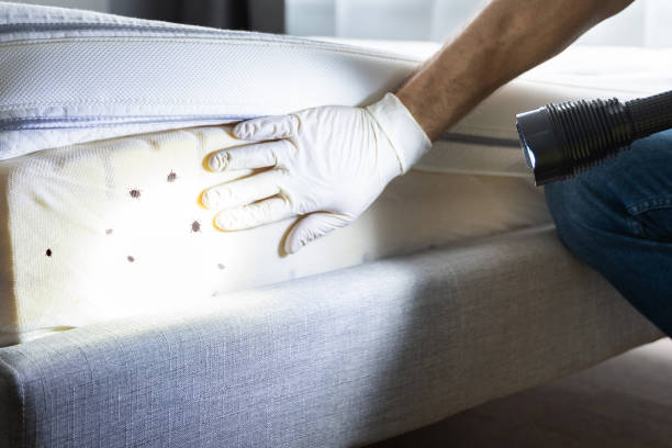 Best Rat Extermination Near Me  in Rock Springs, WY
